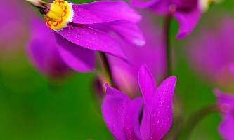 Alaska species plants flowers Shooting Star