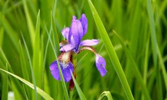 Alaska species plants flowers Wild Flag Iris