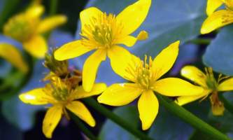 Alaska species plants flowers marsh marigold
