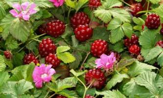 Plants flowers nagoonberry