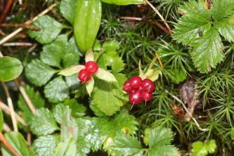 Rubus pedatus trailing raspberry