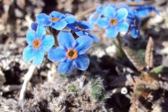 Alaska species plants flowers Arctic Forget me not 1
