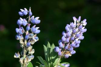 Alaska species plants flowers Lupine Alaska Channel