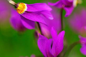 Alaska species plants flowers Shooting Star