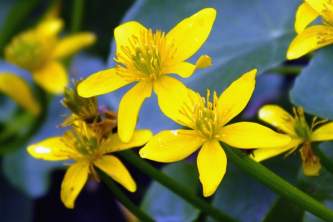 Alaska species plants flowers marsh marigold