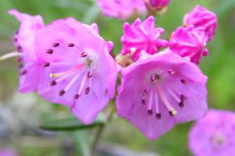 Plants flowers Kalmia polifolia wikimedia commons Wikimedia Commons