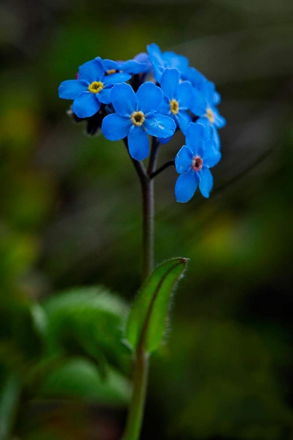 Alpine forget-me-not - Myosotis asiatica - Alaska Wildflowers