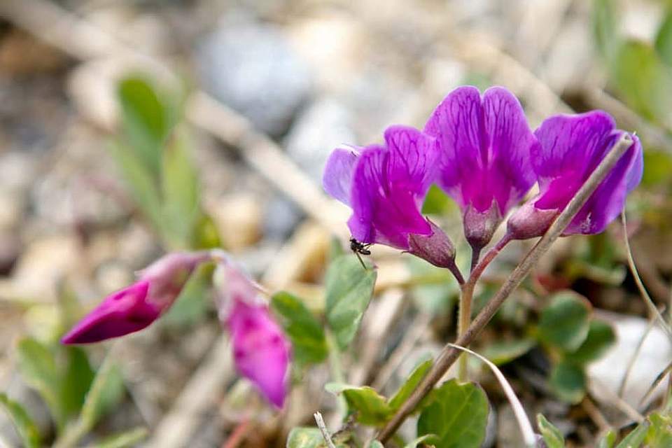 Alaska species plants flowers Beach Pea