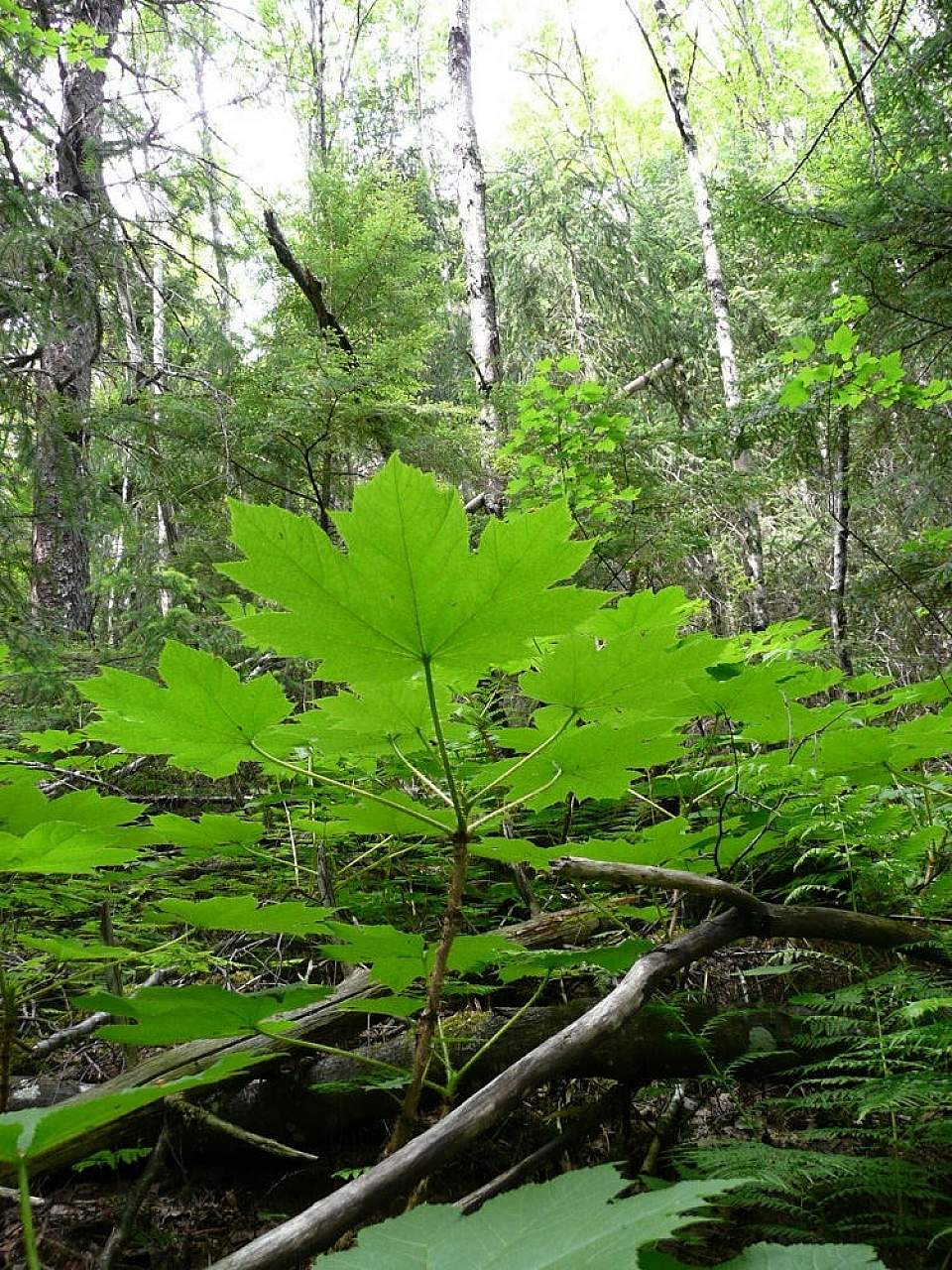 Alaska species plants flowers Devils Club Battery Point Hike Matthew Hawthorne