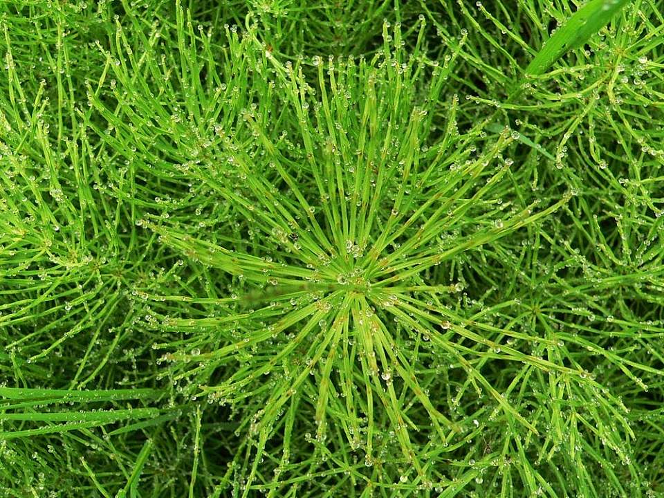 Alaska species plants flowers Horsetail In Rain