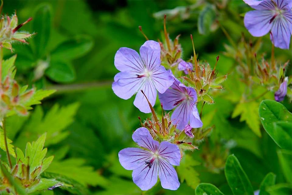 Alaska species plants flowers Northern Geranium