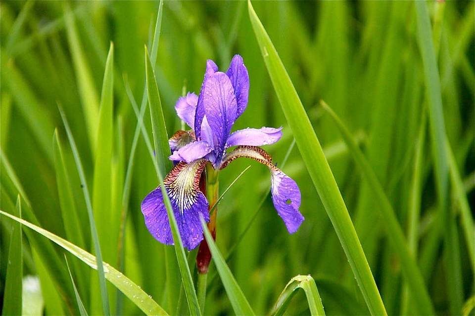 Alaska species plants flowers Wild Flag Iris