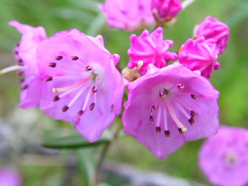 Plants flowers Kalmia polifolia wikimedia commons Wikimedia Commons