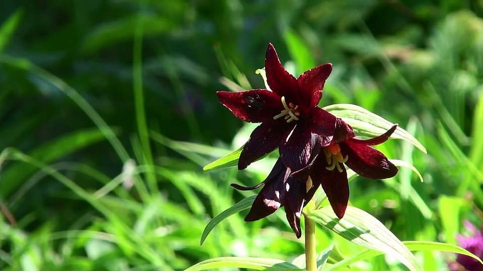 Plants flowers Kodiak Chocolate Lily linda kozak Linda Kozak