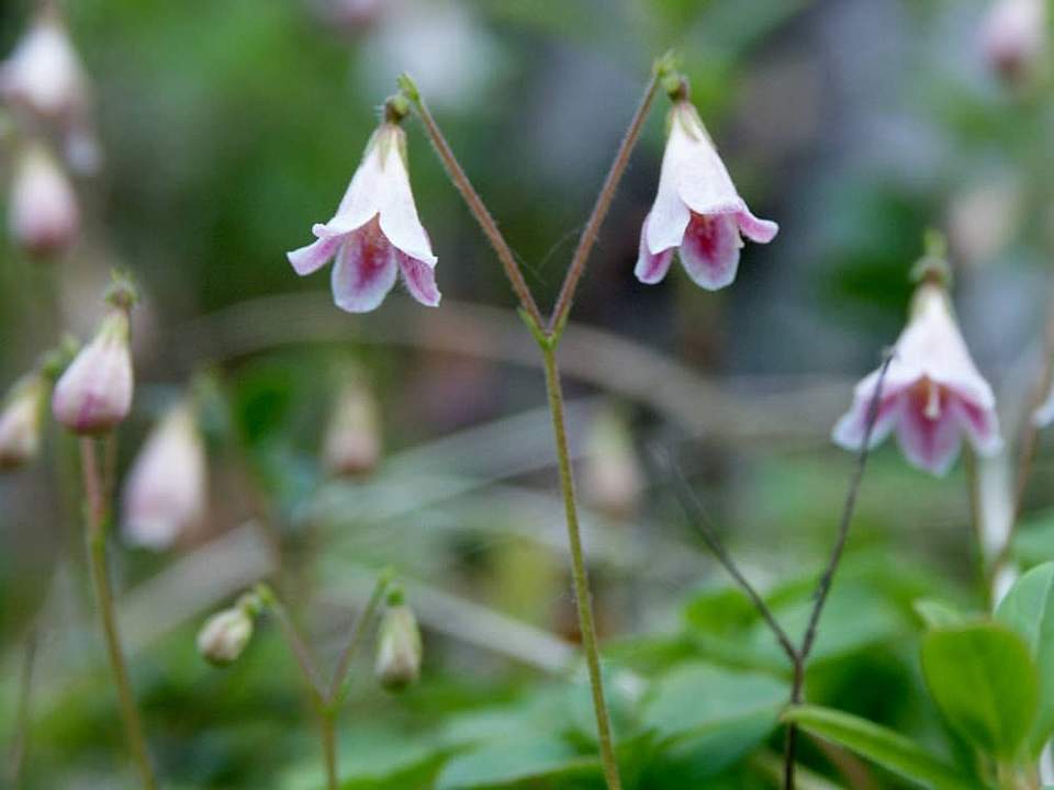 Plants flowers Linnaea borealis wikimedia commons Wikimedia Commons