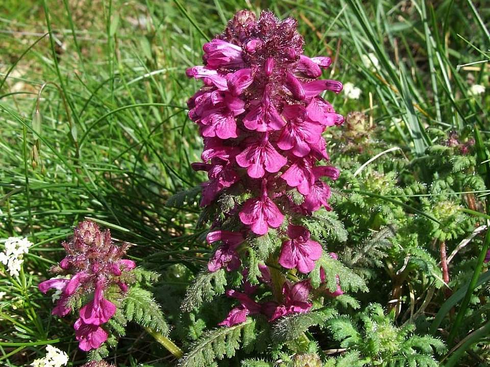 Plants flowers Pedicularis verticillata wikimedia commons Wikimedia Commons