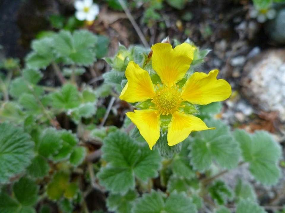 Plants flowers Villous Cinquefoil