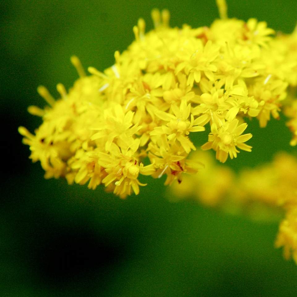 Plants flowers canada goldenrod flckr Flickr