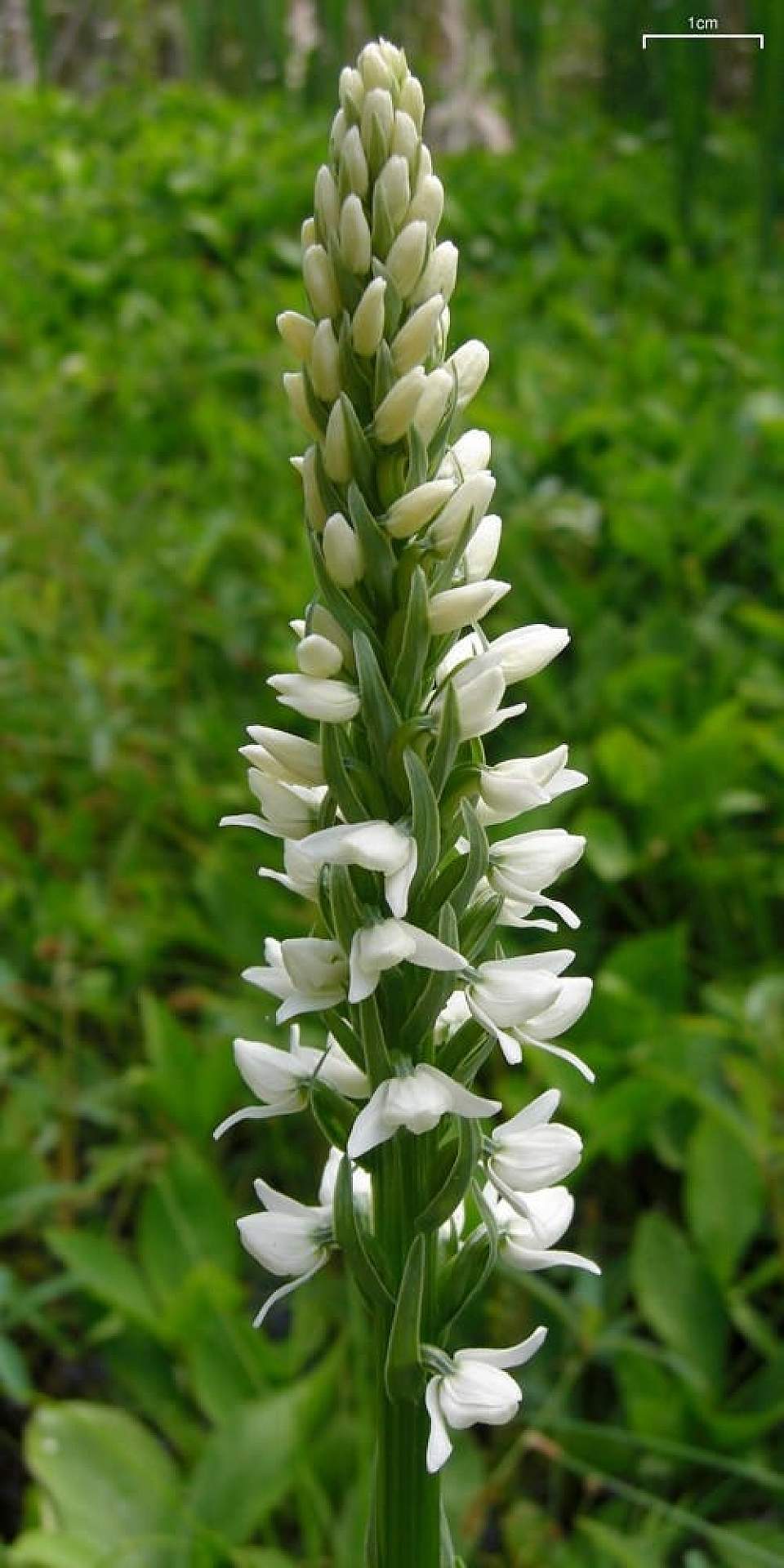 Plants flowers white bog orchid wikimedia commons Wikimedia Commons