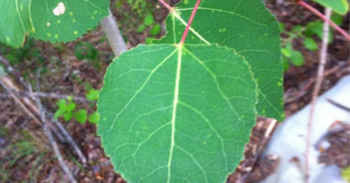 Quaking Aspen | ALASKA.ORG
