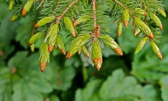 Alaska species trees Sitka Spruce