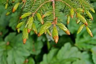 Alaska species trees Sitka Spruce