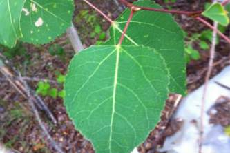 Alaska species treesd1582c9d f1af 4e6c b7cc 5819ae70a6be Alaska Channel