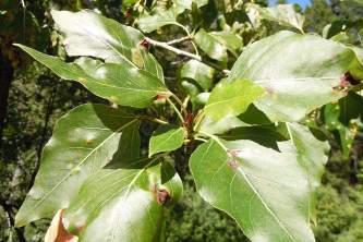 Trees Balsam Poplar