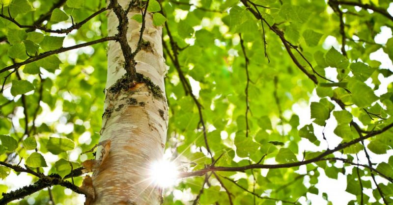 Akle Tree