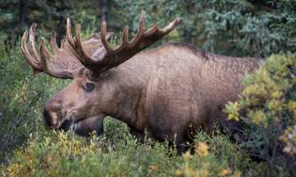 Alaska Moose04