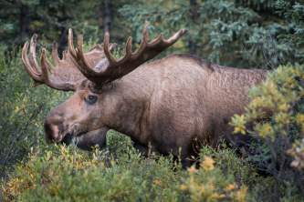 Alaska Moose04