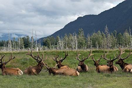 Alaska Moose03