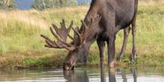 Dangerous Animal Awareness: Moose and Bear Country