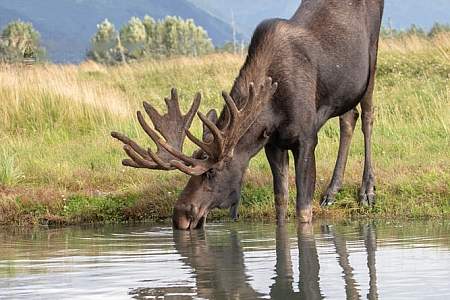 Dangerous Animal Awareness: Moose and Bear Country