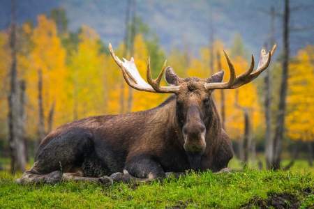 Alaska Wildlife Conservation Center Audio Guide