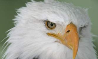 Alaska zoo Bald Eagle