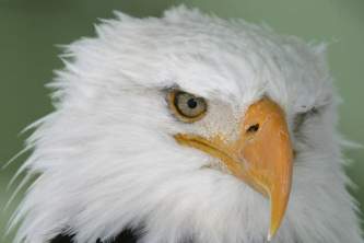 Alaska zoo Bald Eagle