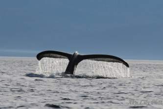 Alaska angoon best wildlife viewing spots chatham straits lillian woodbury Lilian Woodbury Airport Photo Contest