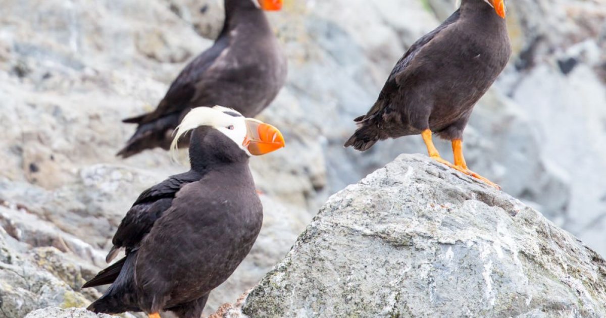 The Best Wildlife Viewing Spots in Cordova