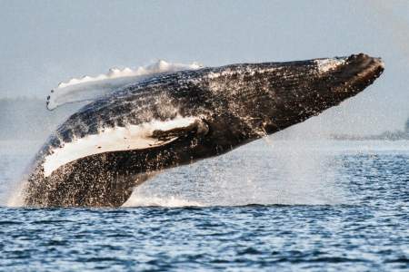 The Best Wildlife Viewing Spots in Juneau