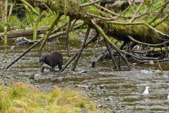 Alaska Kake P1050568 Copyright 2015 Cynthia Meyer All rights reserved Kake