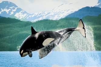 Alaska Cathy Hart Expires 12 2013 20070703 DSC0111 Cathy Hart Kenai Fjords Tours