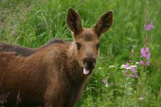 Alaska Baby Moose Anchorage 2014 craig gulledge Craig Gulledge Airport Photo Contest