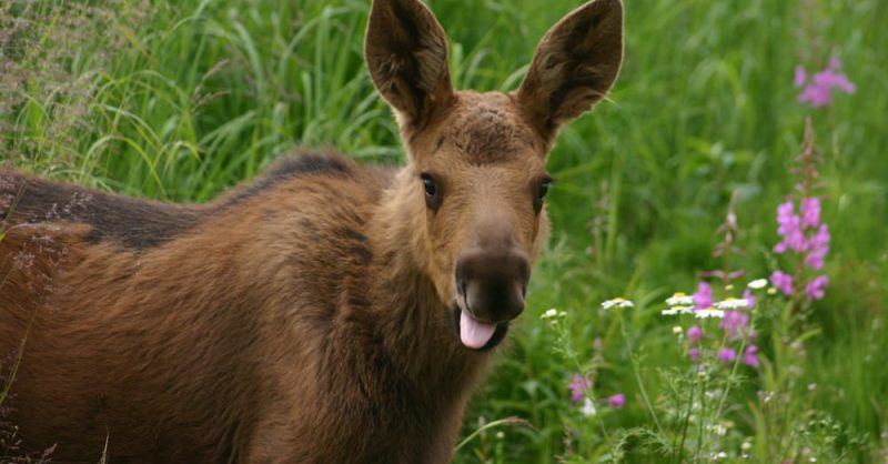 The Best Wildlife Viewing Spots in Anchorage, Alaska The Best Wildlife Viewing Spots in Anchorage, Alaska