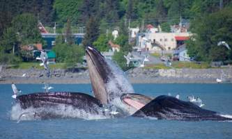 Alaska Excursions2 1 2019