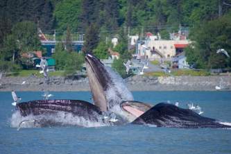 Alaska Excursions2 1 2019
