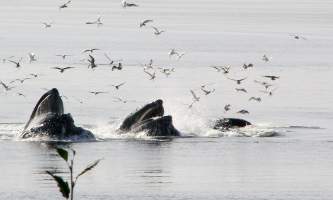 Alaska Wildlife Viewing Tenakee Tenakee Wildlife Viewing
