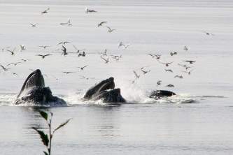 Alaska Wildlife Viewing Tenakee Tenakee Wildlife Viewing