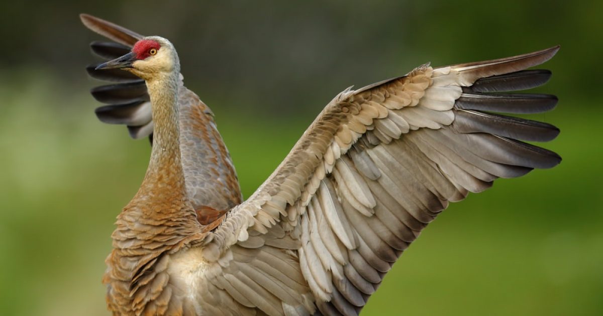 4 birds to watch for during springtime birding activities