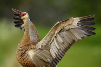 Sandhill craneskachemak bay sandhill crane sandy powell Sandy Powell